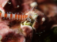 Proceraea