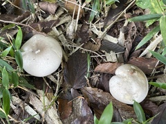 Tricholomataceae