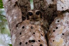 Margarobyas lawrencii