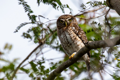 Glaucidium siju
