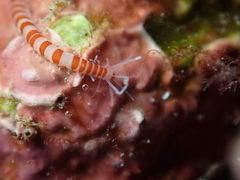 Proceraea