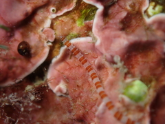 Proceraea