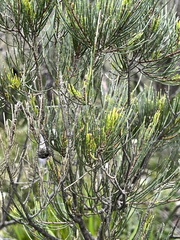 Allocasuarina nana