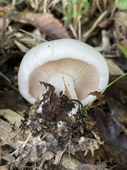 Tricholomataceae