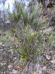 Allocasuarina nana