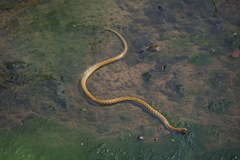 Fowlea flavipunctata