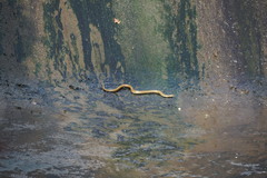 Fowlea flavipunctata