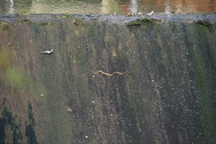 Fowlea flavipunctata