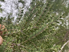 Melaleuca cheelii