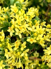 Pimelea curviflora acuta