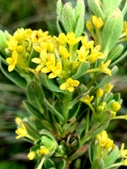 Pimelea curviflora acuta