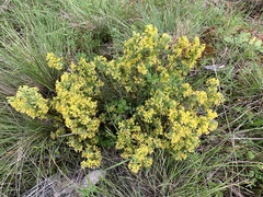 Pimelea curviflora acuta