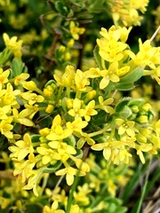Pimelea curviflora acuta