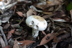 Fungi