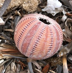 Amblypneustes formosus