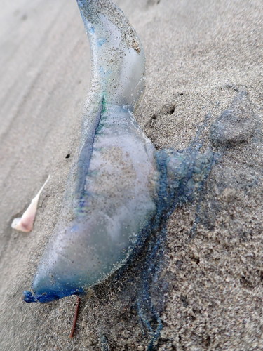 photo of Portuguese Man O' War (Physalia physalis)