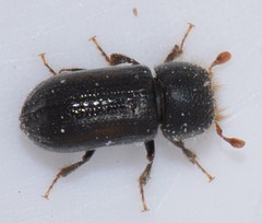 Trypodendron retusum