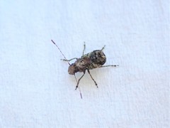 Hoherius meinertzhageni
