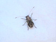 Hoherius meinertzhageni
