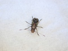 Hoherius meinertzhageni