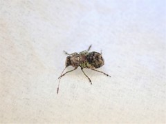 Hoherius meinertzhageni