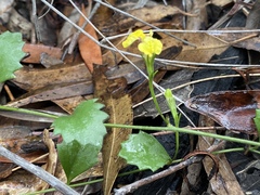 Goodenia rotundifolia