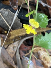 Goodenia rotundifolia