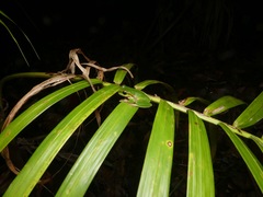 Ranoidea pearsoniana