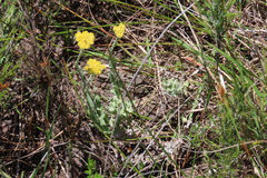 Helichrysum appendiculatum