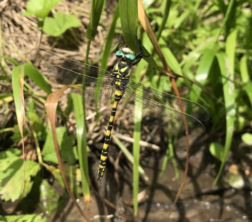 Thecagaster charpentieri