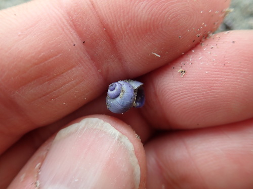 photo of Dwarf Violet Snail (Janthina exigua)