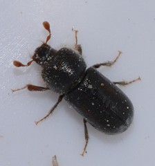 Trypodendron retusum