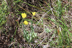 Helichrysum appendiculatum