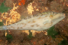 Scobinichthys granulatus