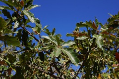 Quercus × eplingii