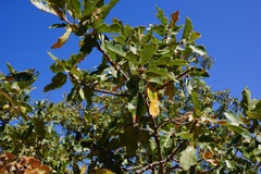 Quercus × eplingii
