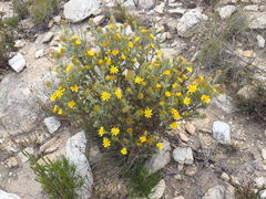 Berkheya angustifolia