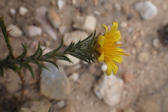 Berkheya angustifolia