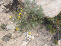 Berkheya angustifolia