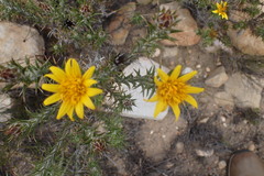 Berkheya angustifolia