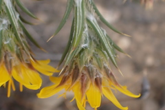Berkheya angustifolia