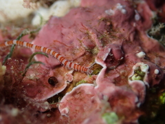 Proceraea