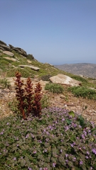 Orobanche alba