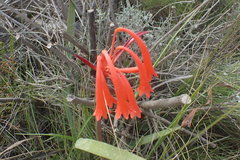 Cyrtanthus angustifolius