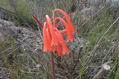 Cyrtanthus angustifolius