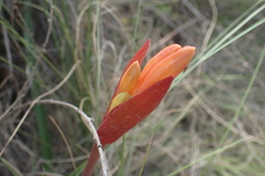 Cyrtanthus angustifolius