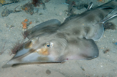 Aptychotrema rostrata
