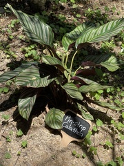 Goeppertia sanderiana