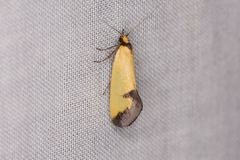 Microbela epicona
