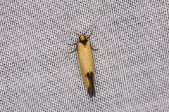 Microbela epicona
